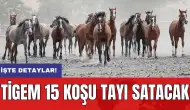 TİGEM 15 koşu tayı satacak