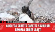 Çıralı'da Caretta Caretta Yavruları Rekorla Denize Ulaştı