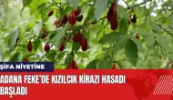 Adana Feke’de kızılcık kirazı hasadı başladı