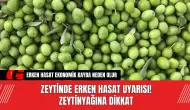 Zeytinde Erken Hasat Uyarısı! Zeytinyağına Dikkat