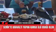 Serik’te Kahvaltı Yapan Karga İlgi Odağı Oldu! Serme Khavlatı Yaptı