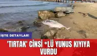 'Tırtak' cinsi *lü yunus kıyıya vurdu