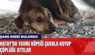 Hatay'da yavru köpeği çuvala koyup çöplüğe attılar