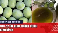 Mut zeytini rekoltesinde rekor bekleniyor: Hedef 220 bin ton