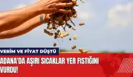 Adana'da aşırı sıcaklar yer fıstığını vurdu: Verim ve fiyat düştü