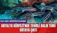 Antalya Körfezi'nde zehirli balık türü ortaya çıktı