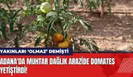 Adana'da muhtar dağlık arazide domates yetiştirdi!