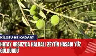 Hatay Arsuz'da halhalı zeytin hasadı yüz güldürdü