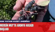 Mersin Mut'ta Aronya hasadı başladı! Ana vatanı Kuzey Amerika