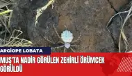 Muş'ta nadir görülen zehirli örümcek görüldü! Zehri ne kadar güçlü?