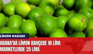 Adana'da limon bahçede 10 lira marketlerde 25 lira