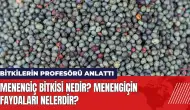 Menengiç bitkisi nedir? Menengiçin faydaları nelerdir?