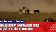 İskenderun'da boynuna koli bandı geçirilen kedi kurtarılamadı