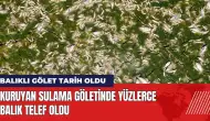 Kuruyan sulama göletinde yüzlerce balık telef oldu