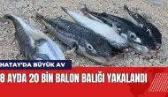 Hatay'da büyük av! 8 ayda 20 bin balon balığı yakalandı