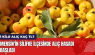 Mersin'in Silifke ilçesinde alıç hasadı başladı! 1 kilo alıç kaç TL?