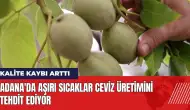 Adana'da aşırı sıcaklar ceviz üretimini tehdit ediyor