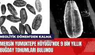 Mersin Yumuktepe Höyüğü'nde 9 bin yıllık buğday tohumları bulundu