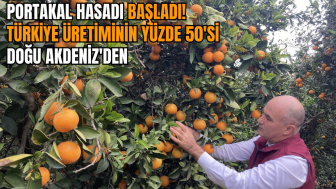 Portakal hasadı başladı! Türkiye üretiminin yüzde 50'si Doğu Akdeniz'den