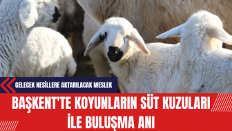 Başkent'te Koyunların Meraya Gitmeden Önce Süt Kuzuları İle Buluşma Anı Görüntülendi