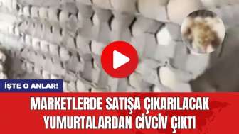 Marketlerde satışa çıkarılacak yumurtalardan civciv çıktı