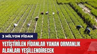 Yetiştirilen 3 milyon fidan yanan ormanlık alanları yeşillendirecek