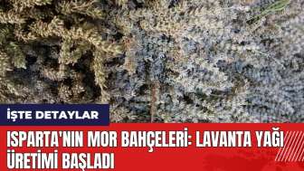 Isparta'nın mor bahçelerinde lavanta yağı üretimi başladı