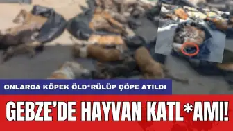 Gebze'de hayvan katl*amı! Onlarca köpek öld*rülüp çöpe atıldı