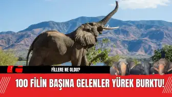 100 Filin Başına Gelenler Yürek Burktu! Fillere Ne Oldu?