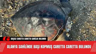 Alanya Sahilinde Başı Kopmuş Caretta Caretta Bulundu