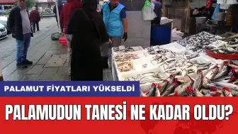 Palamut fiyatları yükseldi: Palamudun tanesi ne kadar oldu?