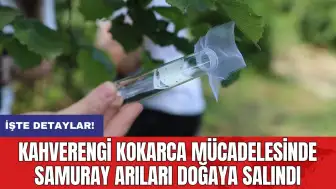 Kahverengi kokarca mücadelesinde samuray arıları doğaya salındı