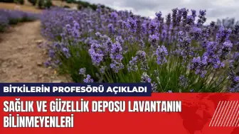 Sağlık ve güzellik deposu lavantanın bilinmeyenleri