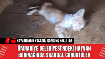 Ümraniye Belediyesi’ndeki Hayvan Barınağında Skandal Görüntüler