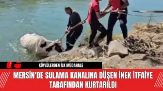 Mersin'de Sulama Kanalına Düşen İnek İtfaiye Tarafından Kurtarıldı