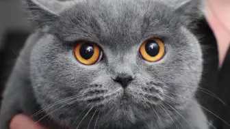 British Shorthair Kedileri En Çok Neyi Sever? Detaylı Rehber