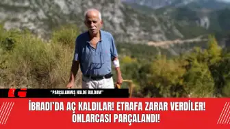 İbradı’da Aç Kaldılar! Etrafa Zarar Verdiler! Onlarcası Parçalandı!