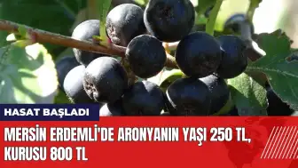 Mersin Erdemli'de aronya hasadı! Yaşı 250 TL kurusu 800 TL