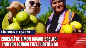 Erdemli'de limon hasadı başladı: 1 milyon tondan fazla üretiliyor