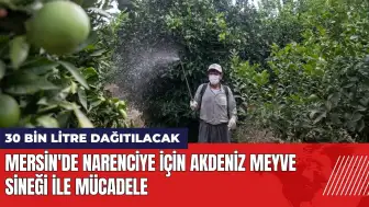 Mersin'de Akdeniz meyve sineği ile mücadele! 30 bin litre dağıtılacak