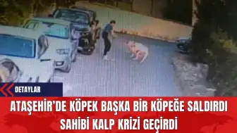 Ataşehir’de Köpek Başka Bir Köpeğe Saldırdı Sahibi Kalp Krizi Geçirdi