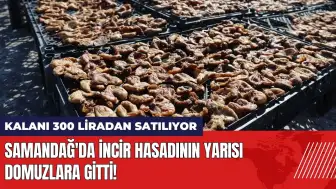 Samandağ'da incir hasadının yarısı domuzlara gitti!