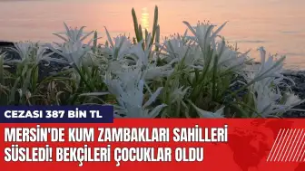 Mersin'de kum zambakları sahilleri süsledi! Koparma cezası 387 bin TL