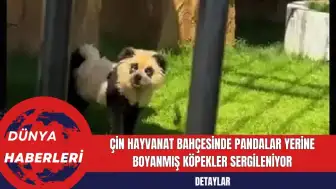 Çin Hayvanat Bahçesinde Pandalar Yerine Boyanmış Köpekler Sergileniyor