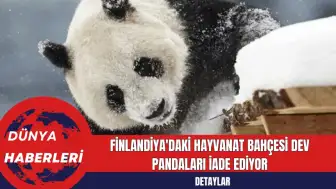 Finlandiya'daki Hayvanat Bahçesi Dev Pandaları İade Ediyor