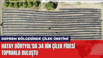 Hatay Dörtyol'da 34 bin çilek fidesi toprakla buluştu