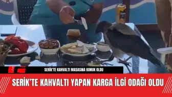 Serik’te Kahvaltı Yapan Karga İlgi Odağı Oldu! Serme Khavlatı Yaptı