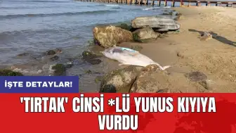 'Tırtak' cinsi *lü yunus kıyıya vurdu