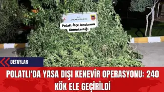 Polatlı'da Yasa Dışı Kenevir Operasyonu: 240 Kök Ele Geçirildi