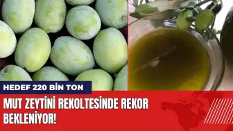 Mut zeytini rekoltesinde rekor bekleniyor: Hedef 220 bin ton